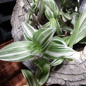 Tradescantia Albiflora Albovitatta Cutting
